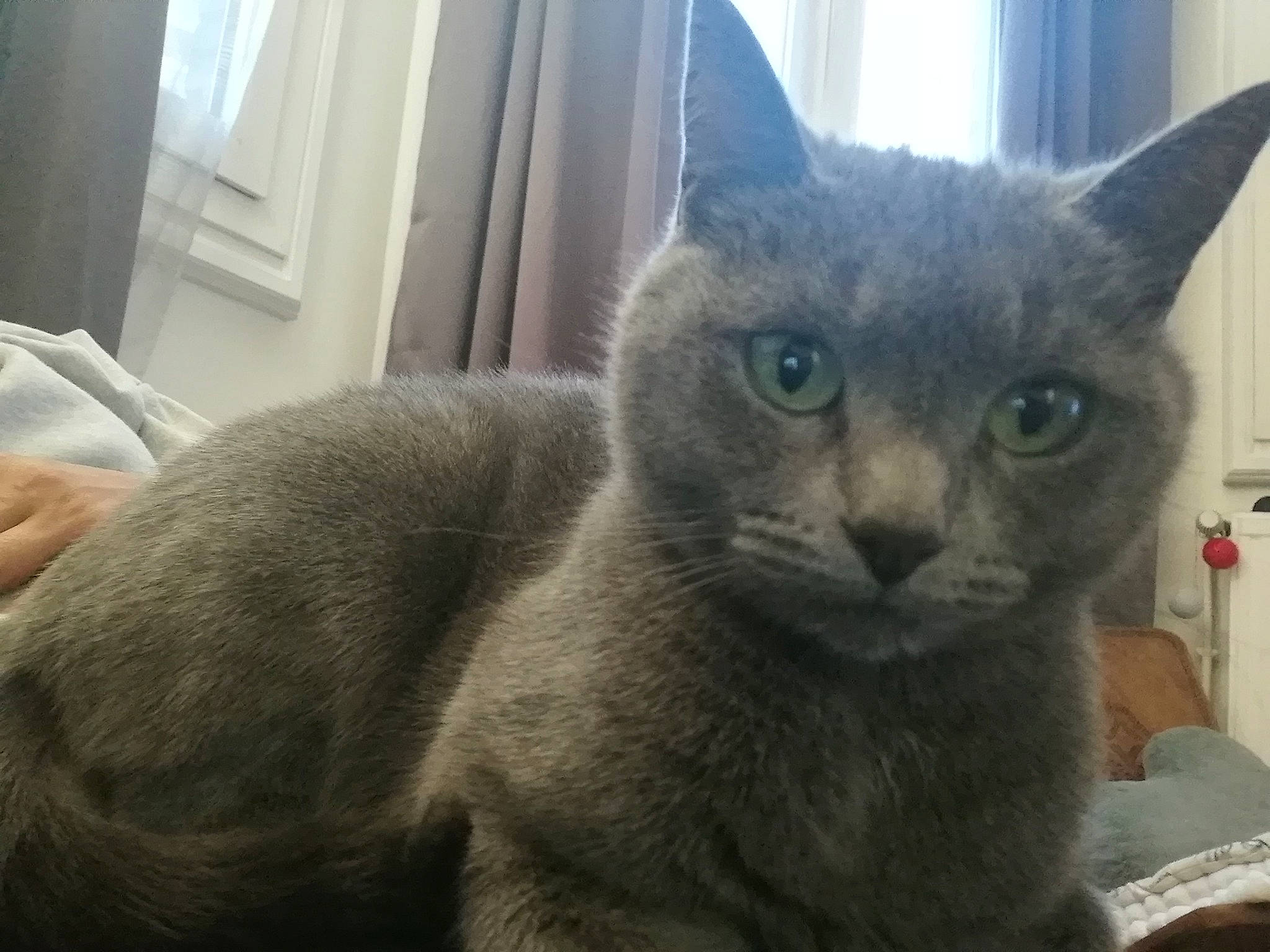 Lily a rejoint le concours — aidez-le/la à gagner de superbes lots ! asian, british_shorthair, burmese, carnivore, cat, chartreux, domestic_short_haired_cat, felidae, german_rex, korat, mammal, nebelung, russian_blue, small_to_medium_sized_cats, snout, tonkinese, vertebrate, whiskers