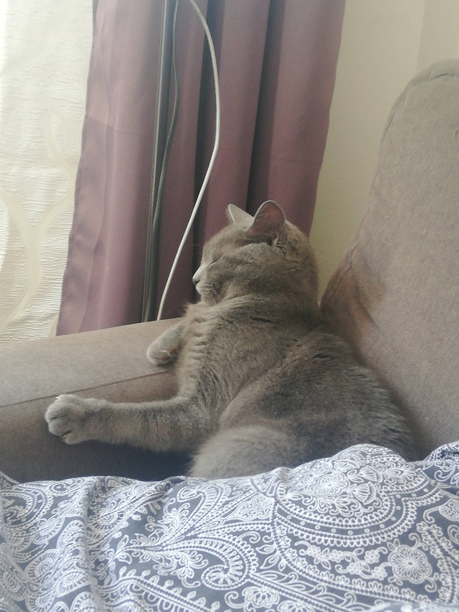 Lily participe au concours pour gagner de l'argent avec cette photo : asian, bed, british_shorthair, carnivore, cat, chartreux, comfort, domestic_short_haired_cat, european_shorthair, fawn, felidae, fur, furniture, kitten, nap, skin, sleep, small_to_medium_sized_cats, tail, whiskers