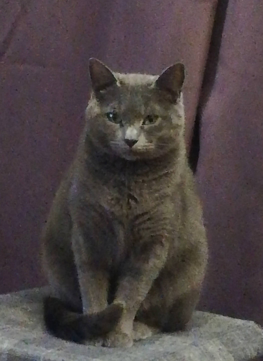 Lily a rejoint le concours — aidez-le/la à gagner de superbes lots ! asian, british_shorthair, burmese, carnivore, cat, chartreux, domestic_short_haired_cat, felidae, korat, mammal, nebelung, russian_blue, small_to_medium_sized_cats, snout, vertebrate, whiskers