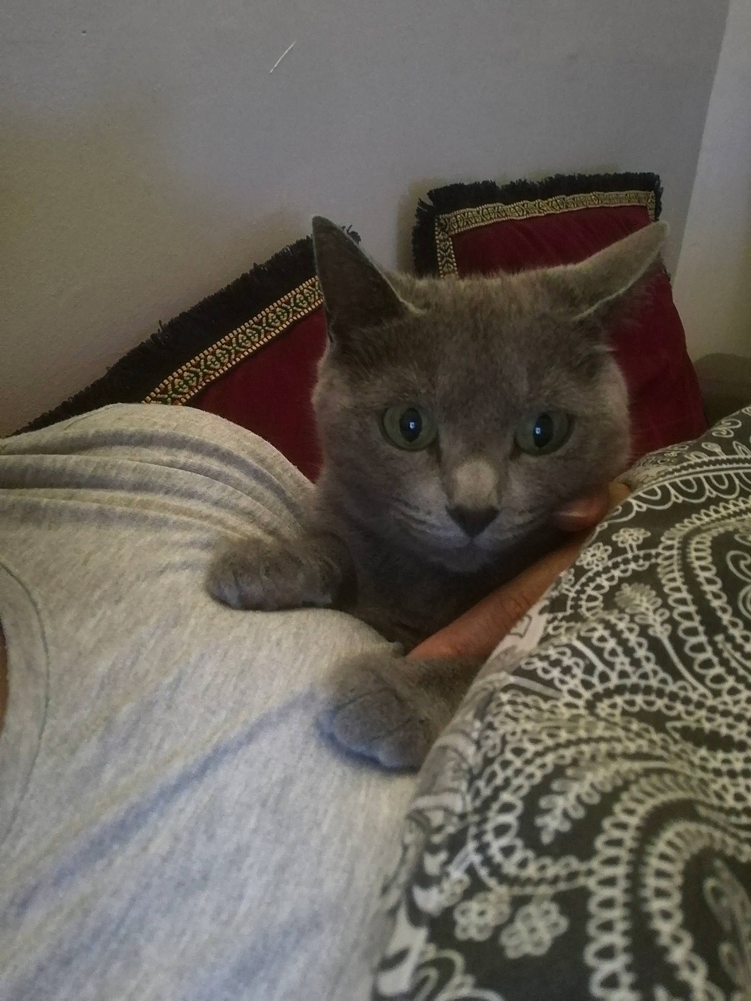 Lily participe au concours pour gagner de l'argent avec cette photo : asian, british_shorthair, burmese, carnivore, cat, chartreux, domestic_short_haired_cat, fawn, felidae, kitten, korat, mammal, nebelung, russian_blue, small_to_medium_sized_cats, vertebrate, whiskers