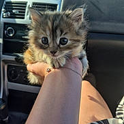 Athèna participe au concours pour gagner de l'argent avec cette photo : kitten, cat, pet, animal, furry, cute, hand, person, car_interior, sunlight, close_up, young, fur, domestic_animal, small, portrait, transport, seat, skirt, zebra_pattern