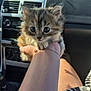 kitten, cat, pet, animal, furry, cute, hand, person, car_interior, sunlight, close_up, young, fur, domestic_animal, small, portrait, transport, seat, skirt, zebra_pattern