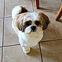 River is registered to the contest to win money with this photo: dog, pet, shih_tzu, fluffy, cute, indoor, tile_floor, tail, looking_up, small_dog, fur, brown_and_white, animal, companion, domestic, adorable, friendly, household, floor, waiting