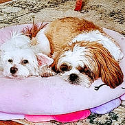 River joined the competition — help win amazing prizes! dog, pet_bed, pink, plush, sleeping, cozy, indoor, carpet, small_dog, cute, resting, fur, animal, companion, cute_pets, snuggling, relaxed, home, floor, two_dogs
