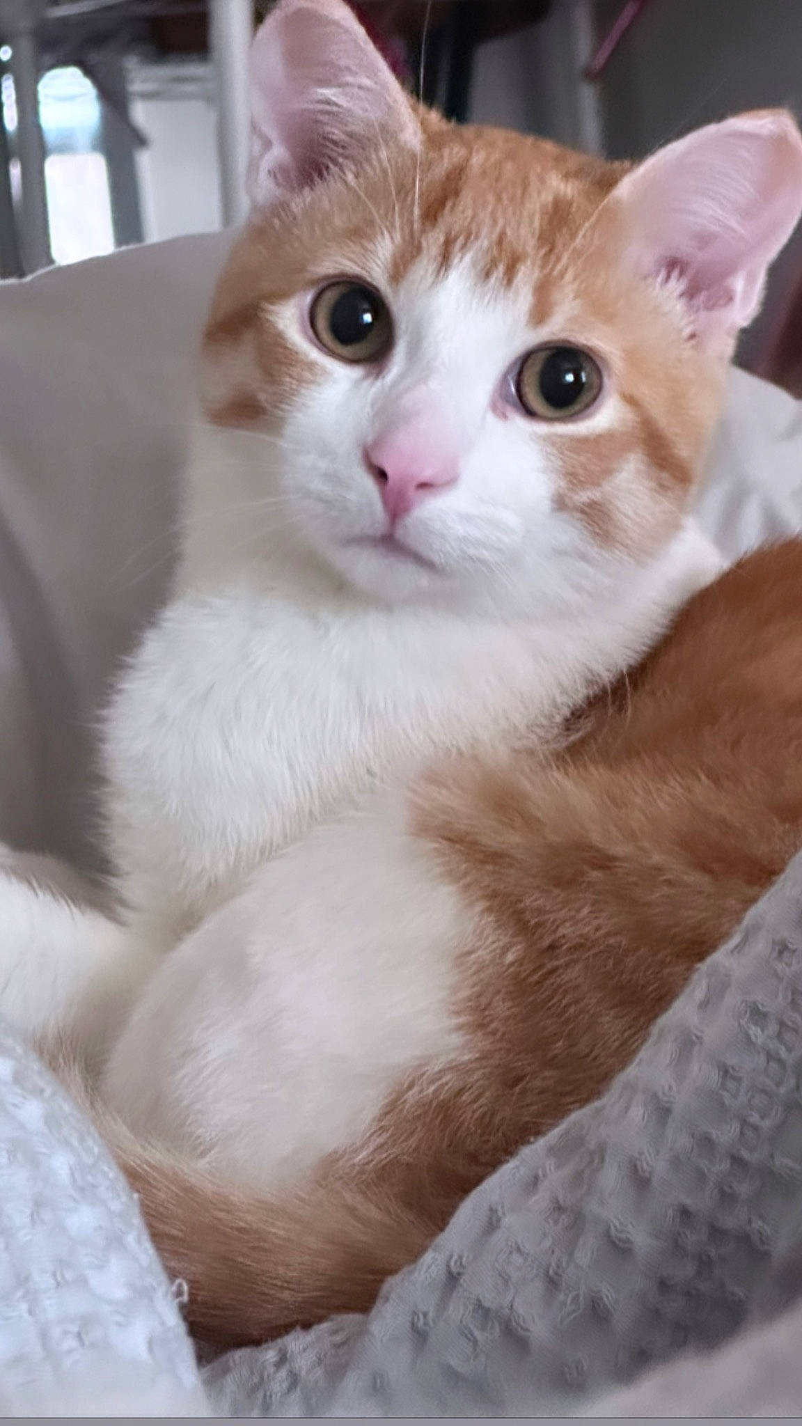 Benji is registered to the contest to win money with this photo: carnivore, cat, domestic_short_haired_cat, eye, fawn, felidae, fur, head, pet_supply, small_to_medium_sized_cats, snout, tail, whiskers, window