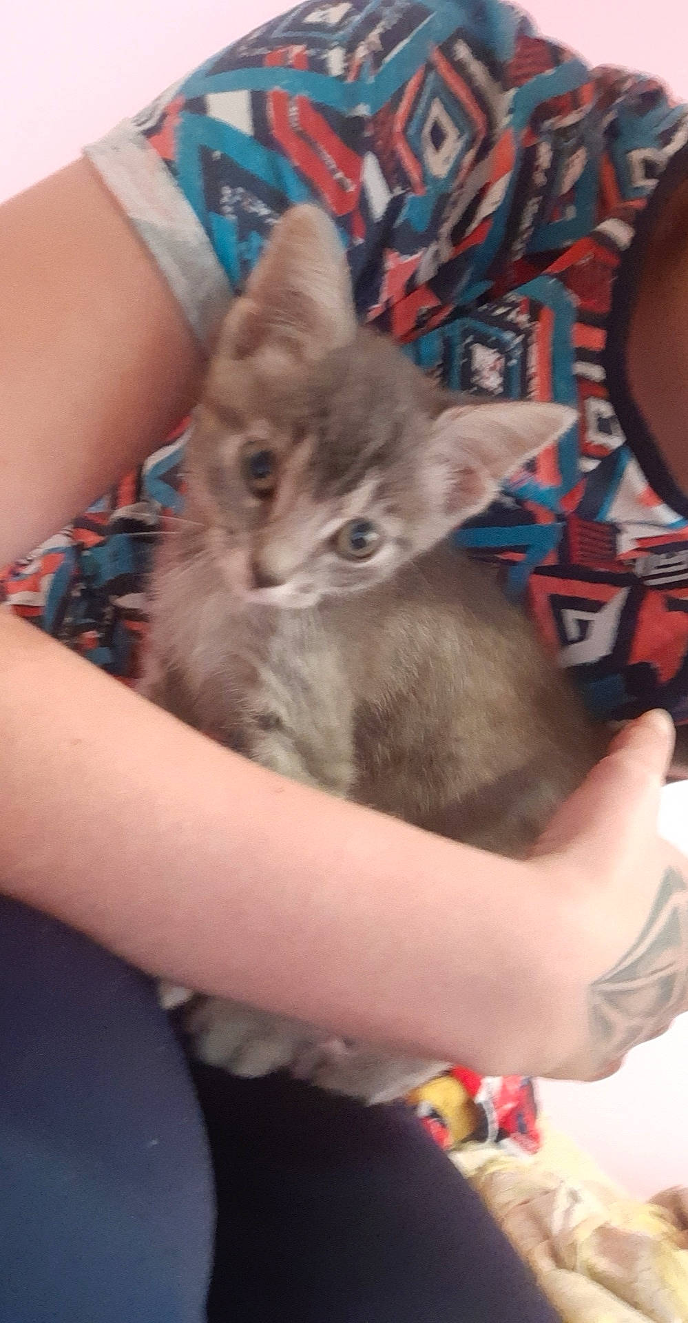 Petit Prince participe au concours pour gagner de l'argent avec cette photo : asian, carnivore, cat, domestic_short_haired_cat, fawn, felidae, german_rex, kitten, korat, mammal, nebelung, russian_blue, small_to_medium_sized_cats, vertebrate, whiskers