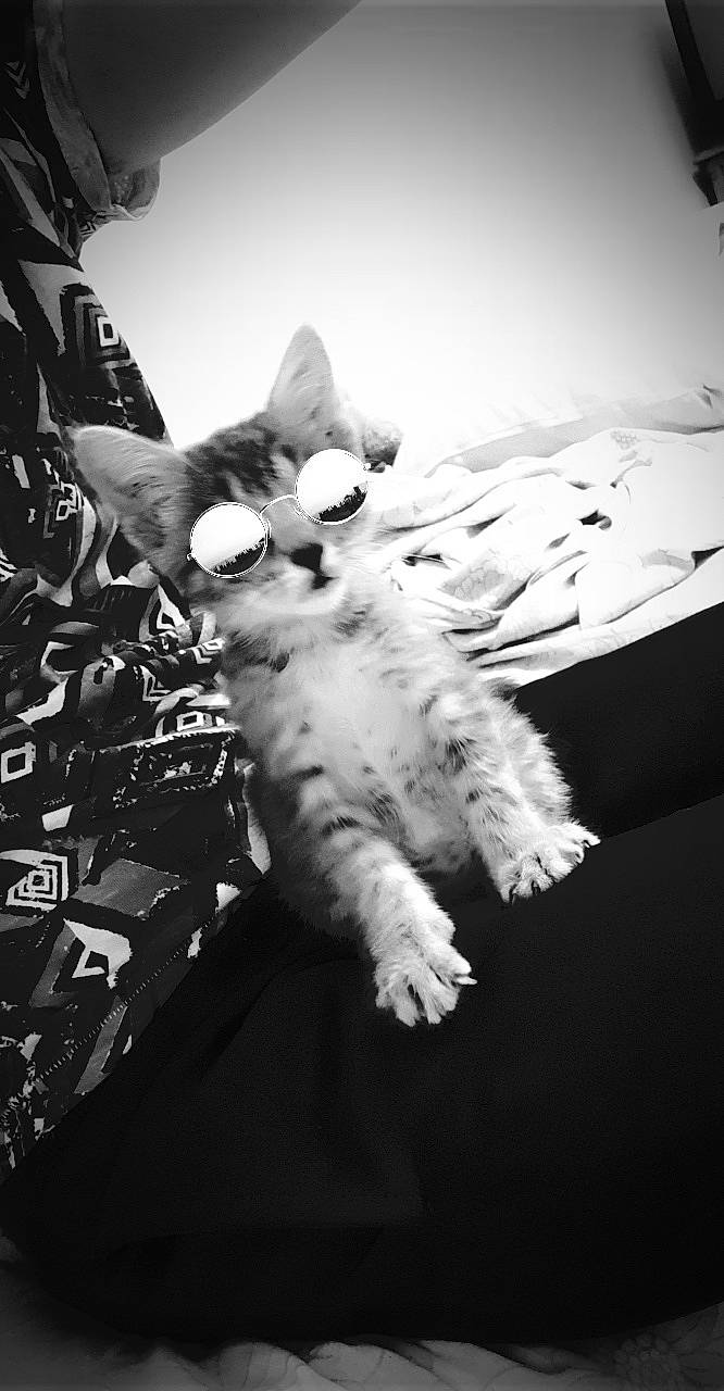 Petit Prince a rejoint le concours — aidez-le/la à gagner de superbes lots ! arm, black_and_white, carnivore, cat, claw, ear, felidae, fur, gesture, hand, kitten, leg, monochrome, monochrome_photography, paw, photography, small_to_medium_sized_cats, style, whiskers, white