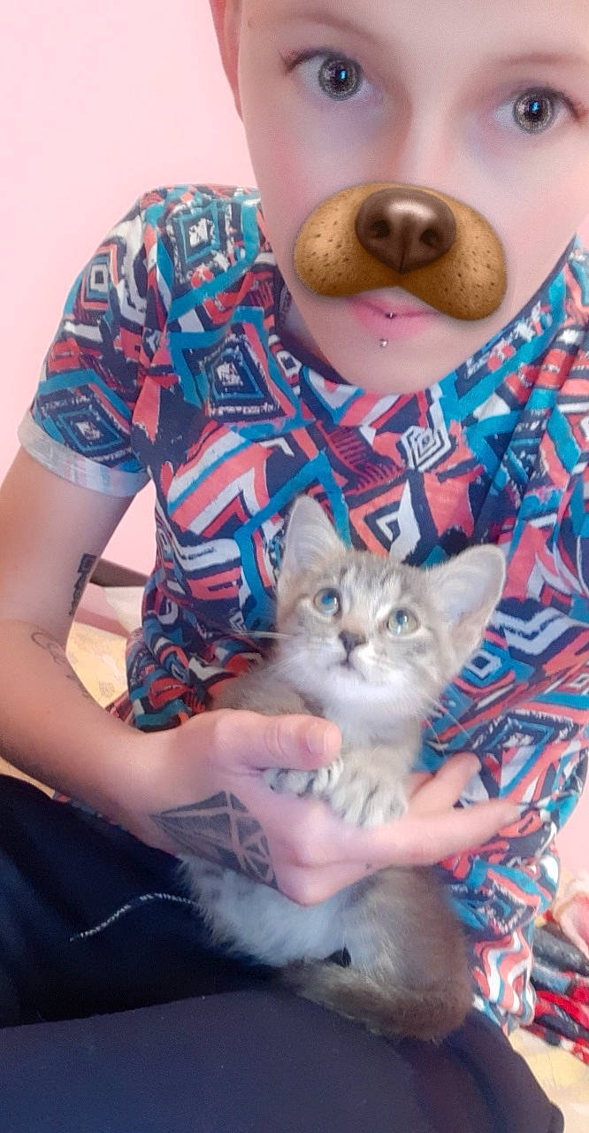 Petit Prince a rejoint le concours — aidez-le/la à gagner de superbes lots ! asian, carnivore, cat, domestic_short_haired_cat, fawn, felidae, kitten, ragdoll, small_to_medium_sized_cats, whiskers