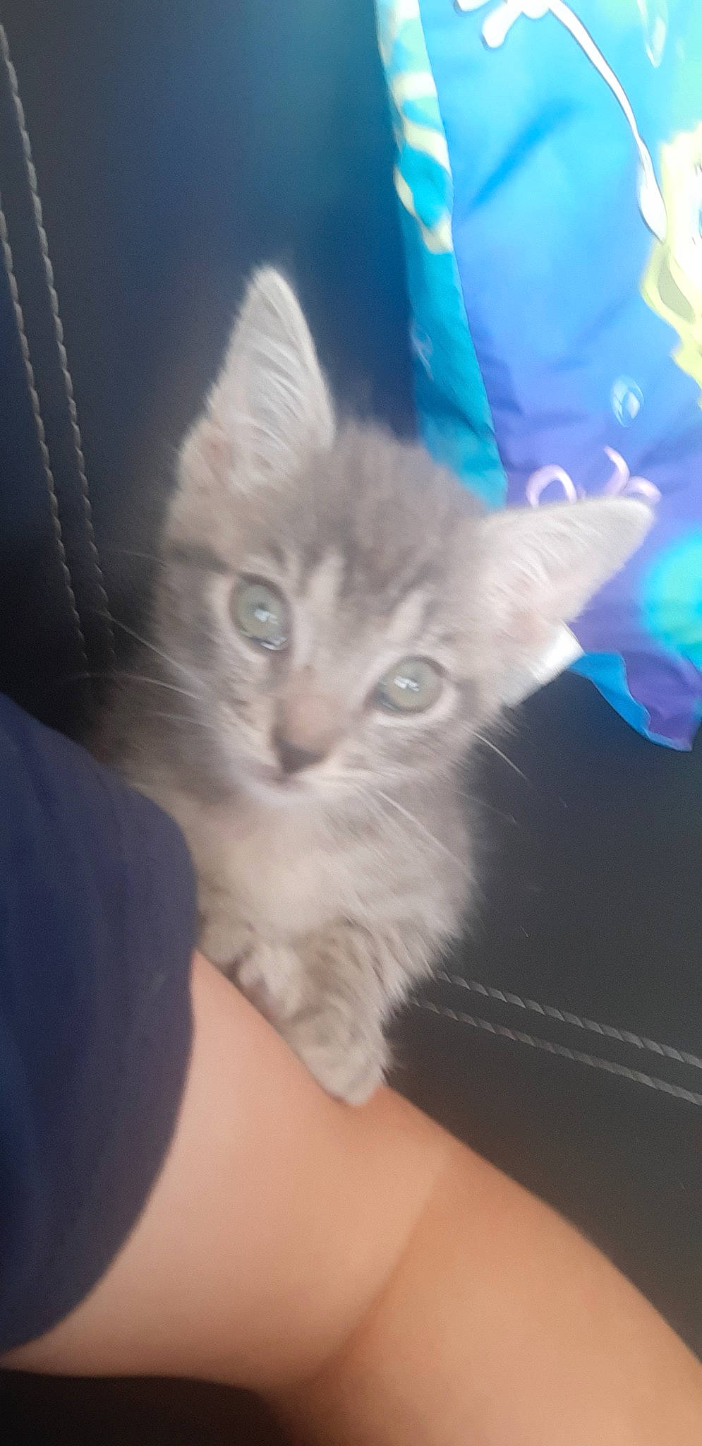 Lyhno participe au concours pour gagner de l'argent avec cette photo : asian, carnivore, cat, domestic_short_haired_cat, ear, eye, fawn, felidae, german_rex, iris, kitten, mammal, ojos_azules, polydactyl_cat, small_to_medium_sized_cats, snapshot, vertebrate, whiskers