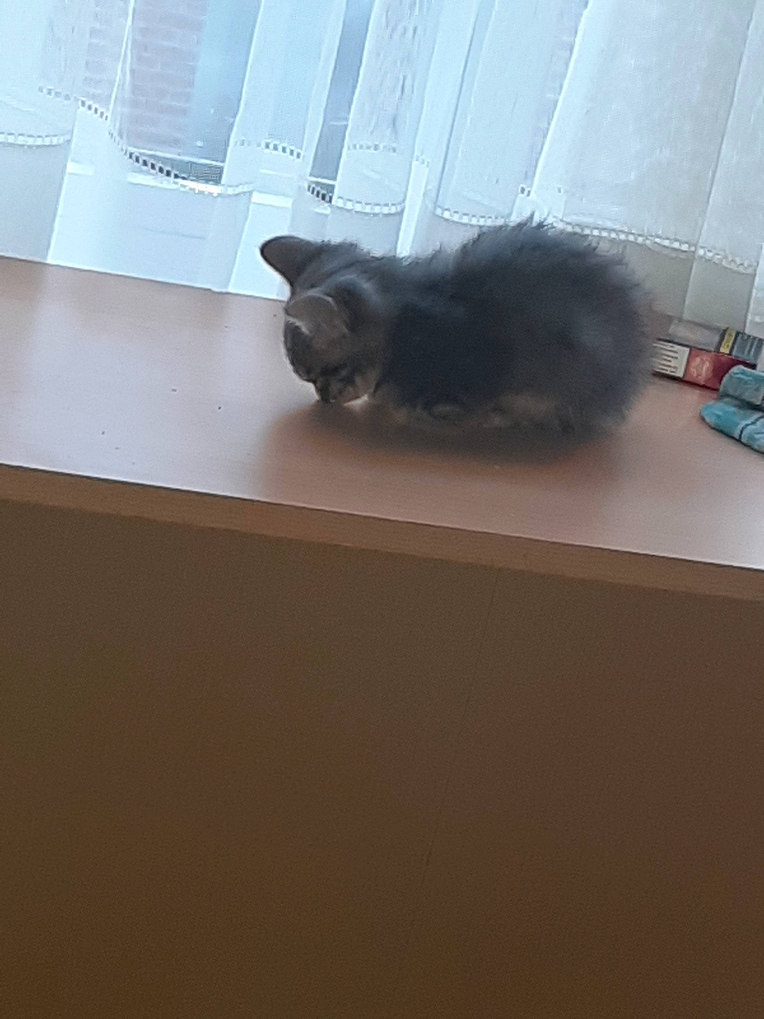 Lyhno participe au concours pour gagner de l'argent avec cette photo : carnivore, cat, felidae, floor, flooring, fur, hardwood, kitten, paw, room, small_to_medium_sized_cats, tail, whiskers, wood