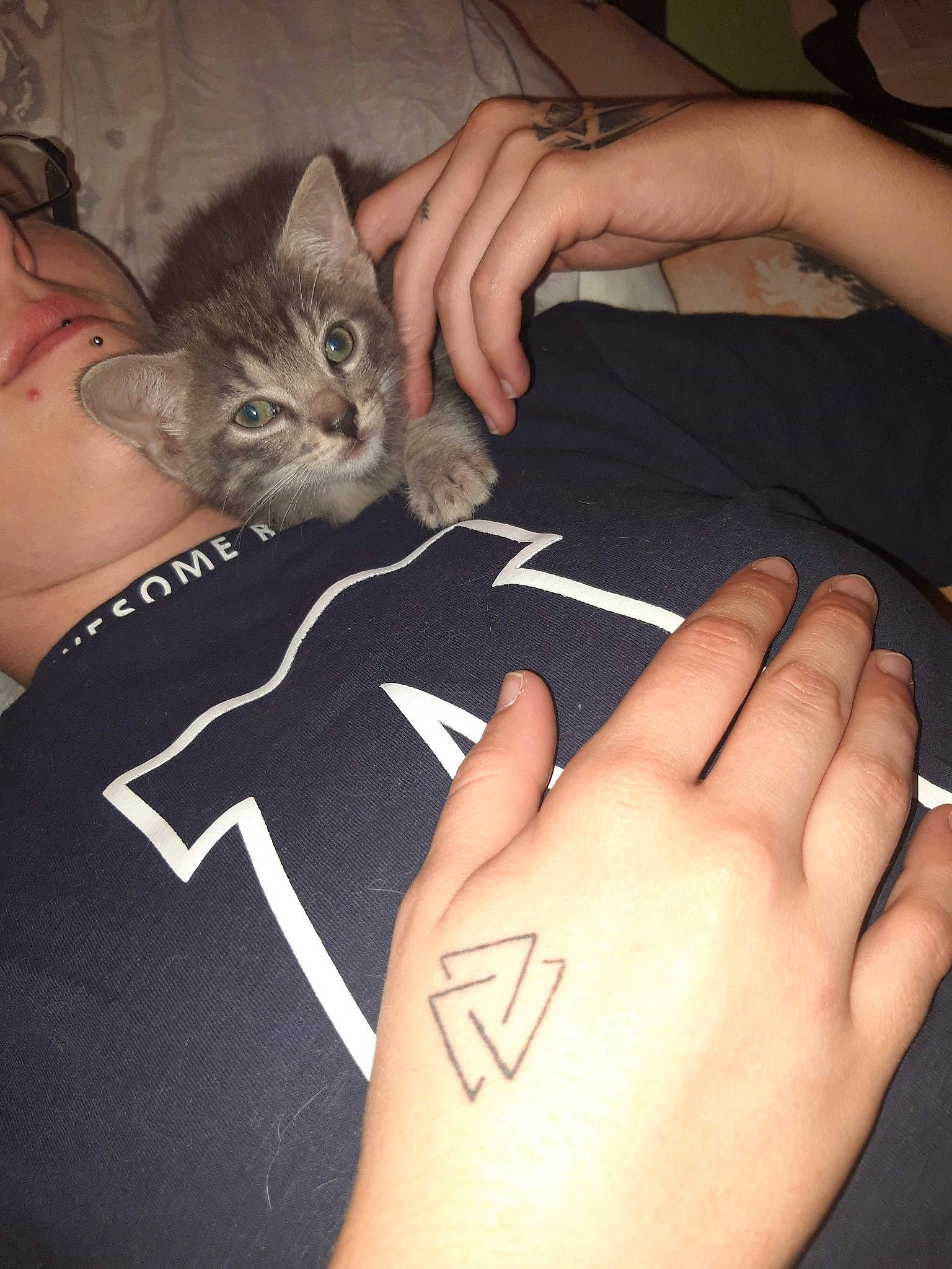 Lyhno participe au concours pour gagner de l'argent avec cette photo : american_shorthair, arm, asian, carnivore, cat, claw, domestic_short_haired_cat, european_shorthair, felidae, finger, gesture, hand, kitten, nail, small_to_medium_sized_cats, whiskers, wrist