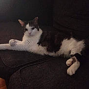 Carlos is registered to the contest to win money with this photo: animal, black_fur, cat, couch, cozy, cute, domestic, feline, furniture, home, indoor, lazy, paw, pet, relaxing, resting, sleepy, soft, tabby, white_fur