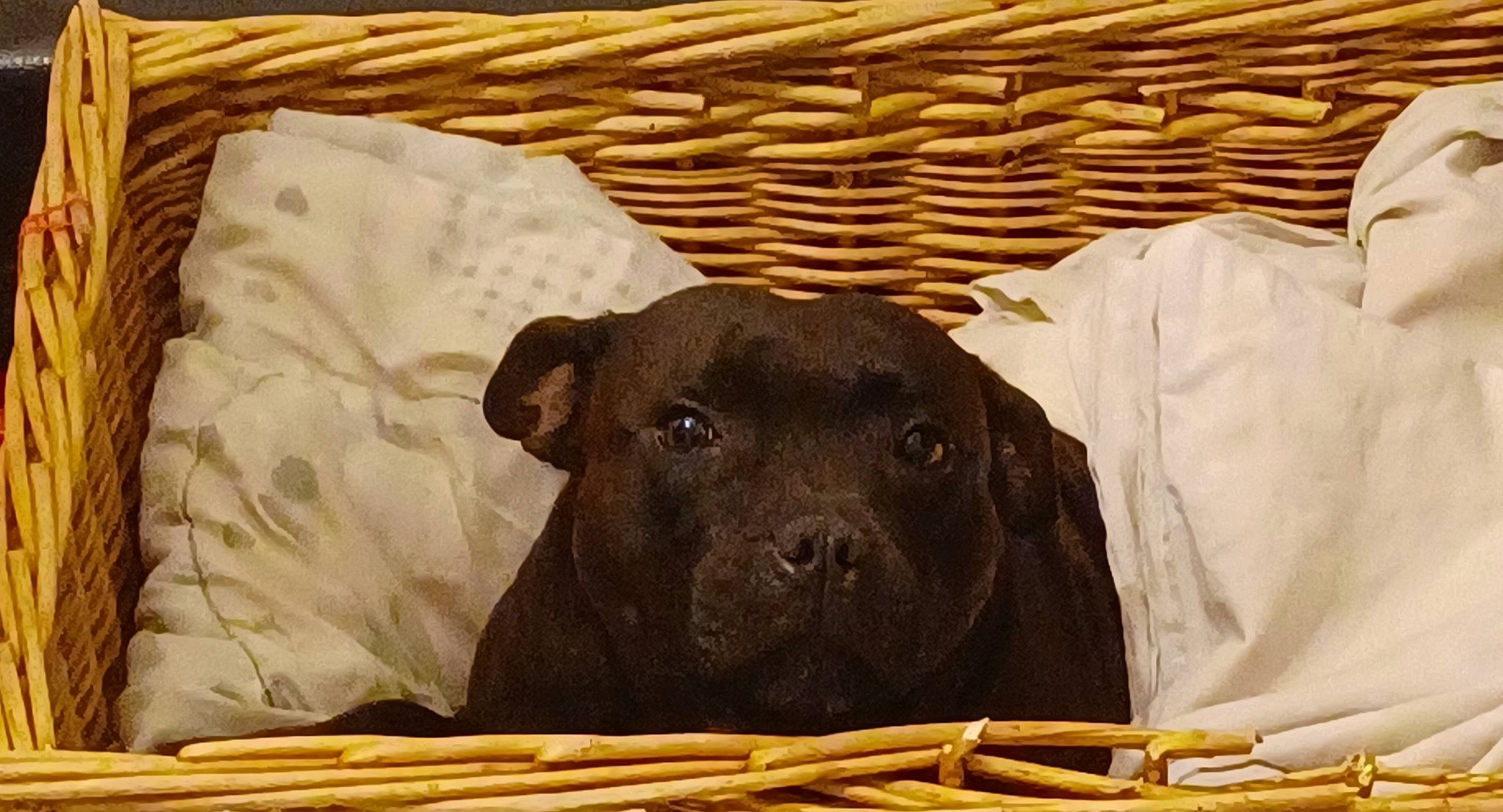 Milky a rejoint le concours — aidez-le/la à gagner de superbes lots ! canidae, carnivore, comfort, companion_dog, dog, dog_breed, fawn, fur, guard_dog, hardwood, linens, liver, pet_supply, rectangle, snout, sporting_group, terrestrial_animal, wildlife, wood, working_animal