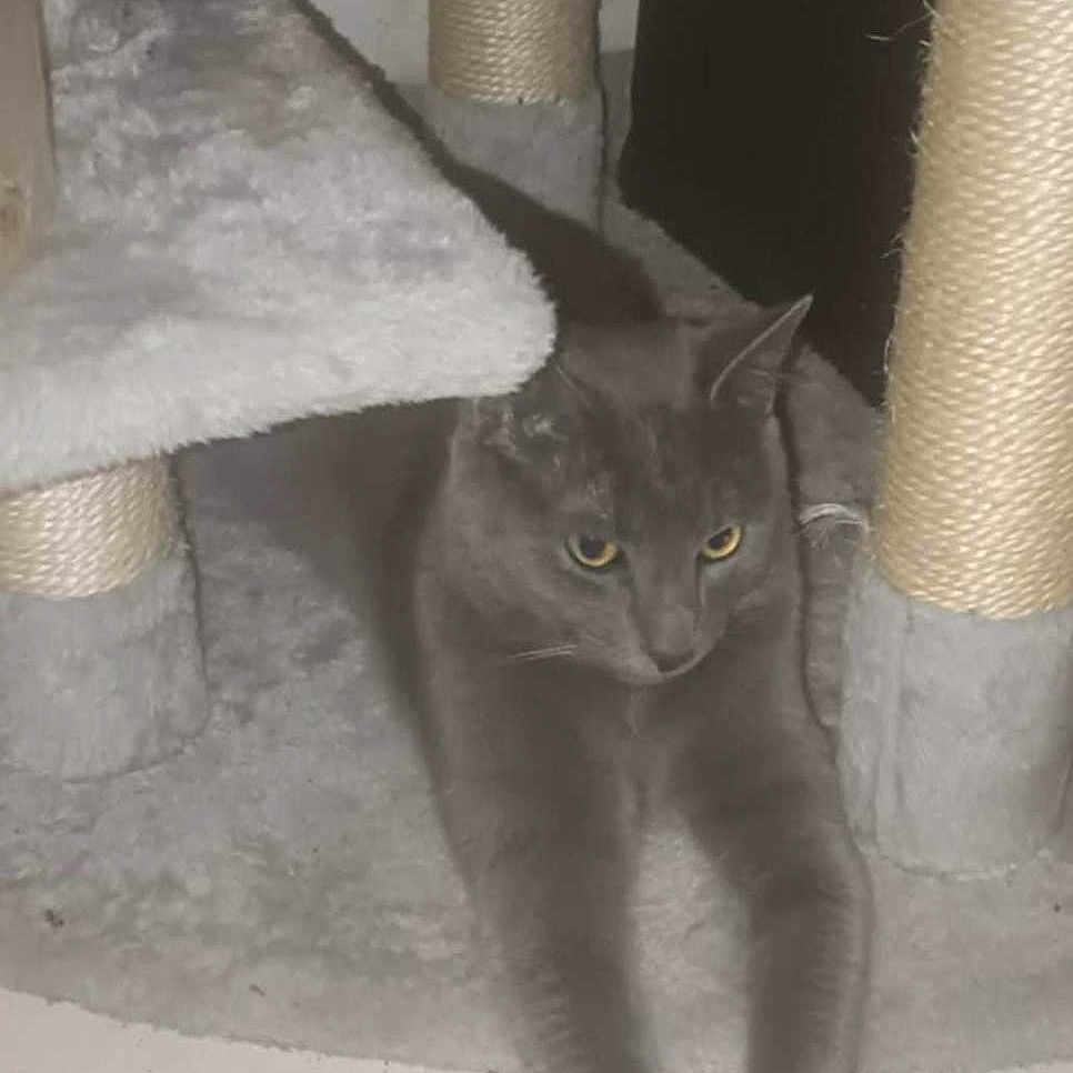 Shadow