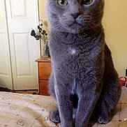 Mushroom is registered to the contest to win money with this photo: asian, british_shorthair, burmese, carnivore, cat, chartreux, domestic_short_haired_cat, european_shorthair, felidae, german_rex, kitten, korat, mammal, nebelung, russian_blue, small_to_medium_sized_cats, vertebrate, whiskers