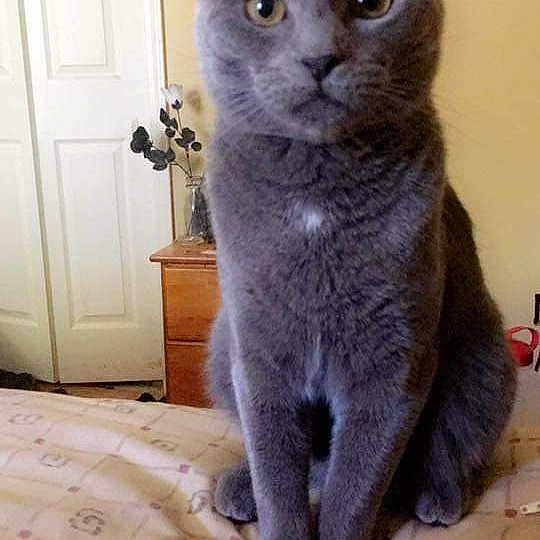 Mushroom is registered to the contest to win money with this photo: asian, british_shorthair, burmese, carnivore, cat, chartreux, domestic_short_haired_cat, european_shorthair, felidae, german_rex, kitten, korat, mammal, nebelung, russian_blue, small_to_medium_sized_cats, vertebrate, whiskers