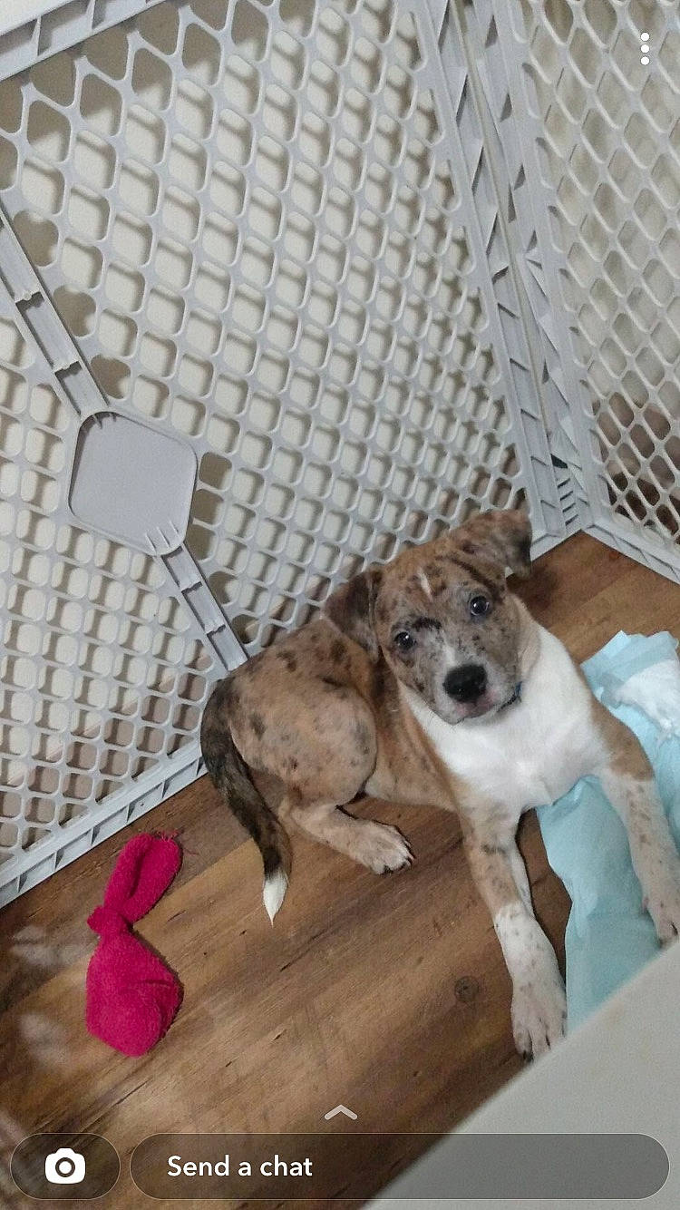 Apollo is registered to the contest to win money with this photo: animal_shelter, cage, carnivore, collar, comfort, companion_dog, dog, dog_breed, dog_supply, fawn, felidae, fence, flooring, mesh, paw, pet_supply, tail, toy_dog, whiskers, wood