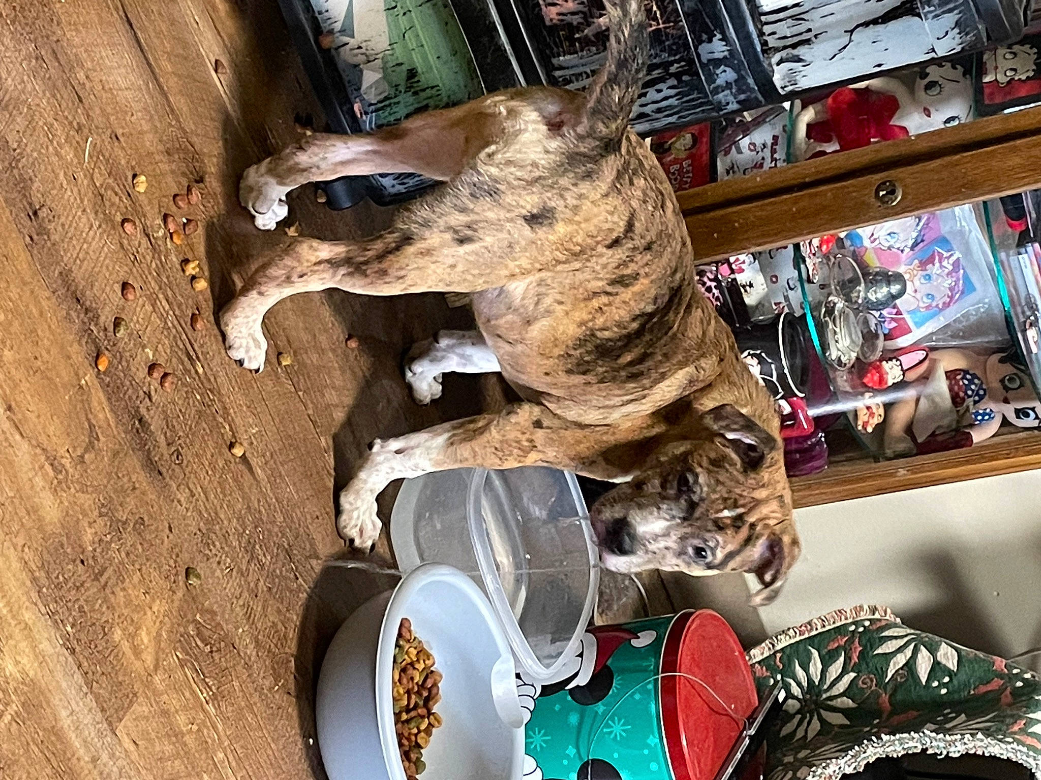 Apollo joined the competition — help win amazing prizes! art, canidae, carmine, fashion_accessory, fur, hat, retail, sculpture, shelf, sporting_group, trunk, visual_arts, wood, working_animal