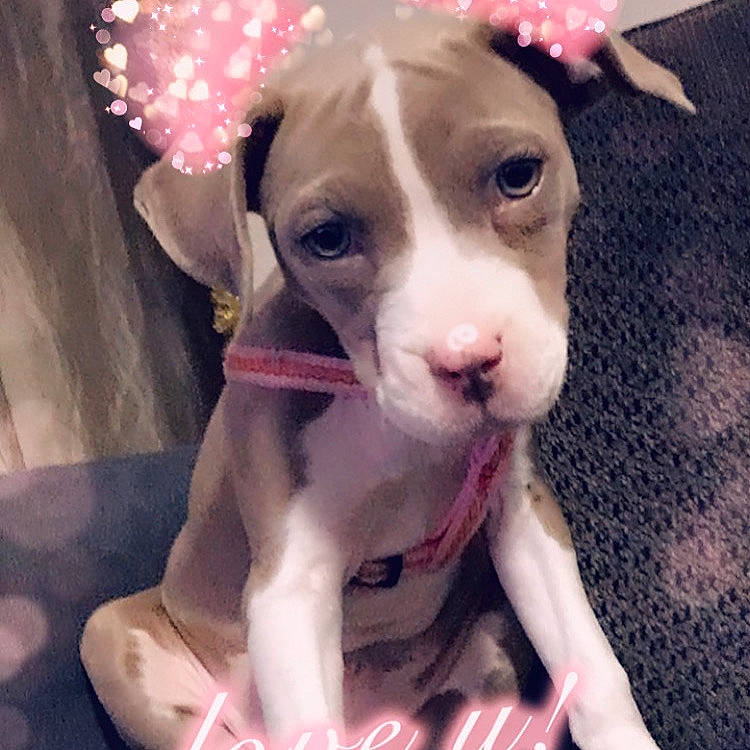 Luna is registered to the contest to win money with this photo: canidae, carnivore, collar, companion_dog, dog, dog_breed, dog_clothes, dog_collar, ear, eyewear, fawn, fur, happy, pink, puppy_love, snout, sporting_group, toy_dog, whiskers, working_animal