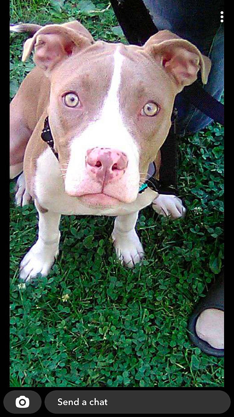 Luna joined the competition — help win amazing prizes! companion_dog, dog, dog_breed, grass, green, non_sporting_group, plant, rectangle, terrestrial_animal, working_animal