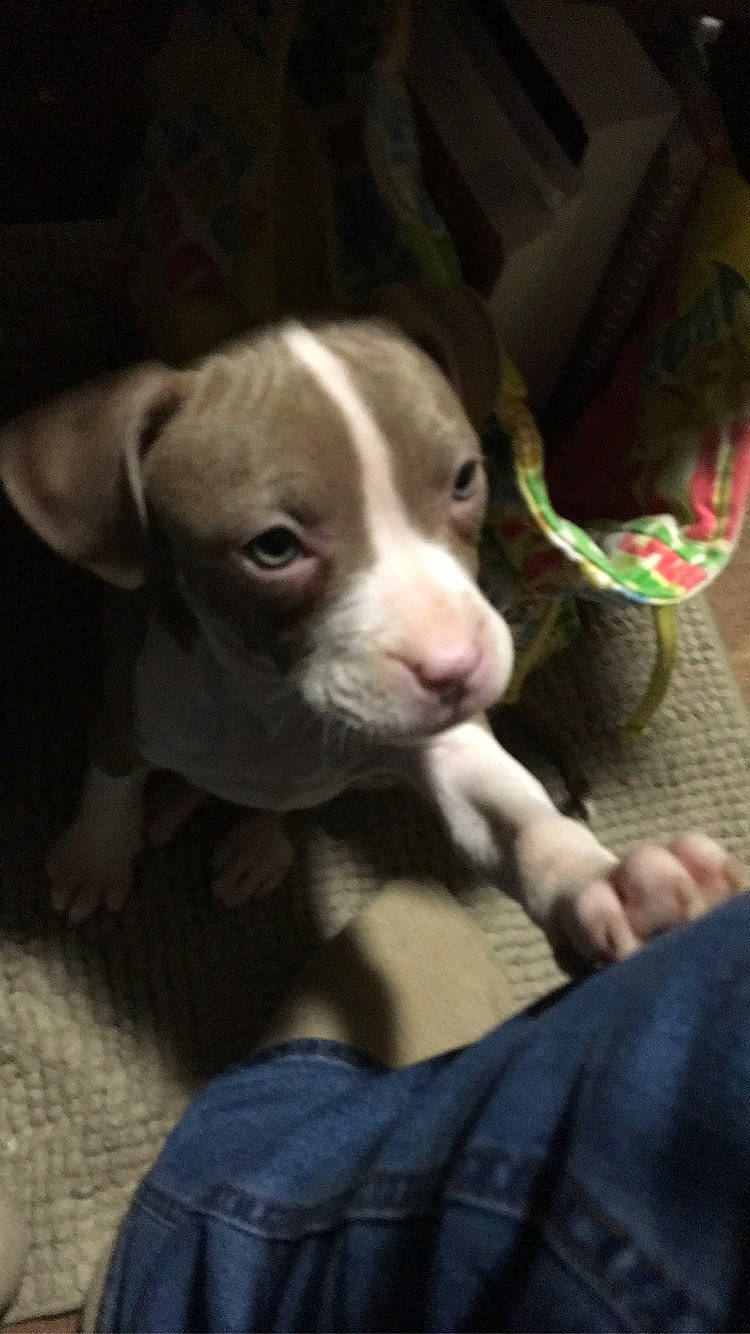 Luna is registered to the contest to win money with this photo: carnivore, comfort, companion_dog, dog, dog_breed, sporting_group, terrestrial_animal, whiskers, working_animal