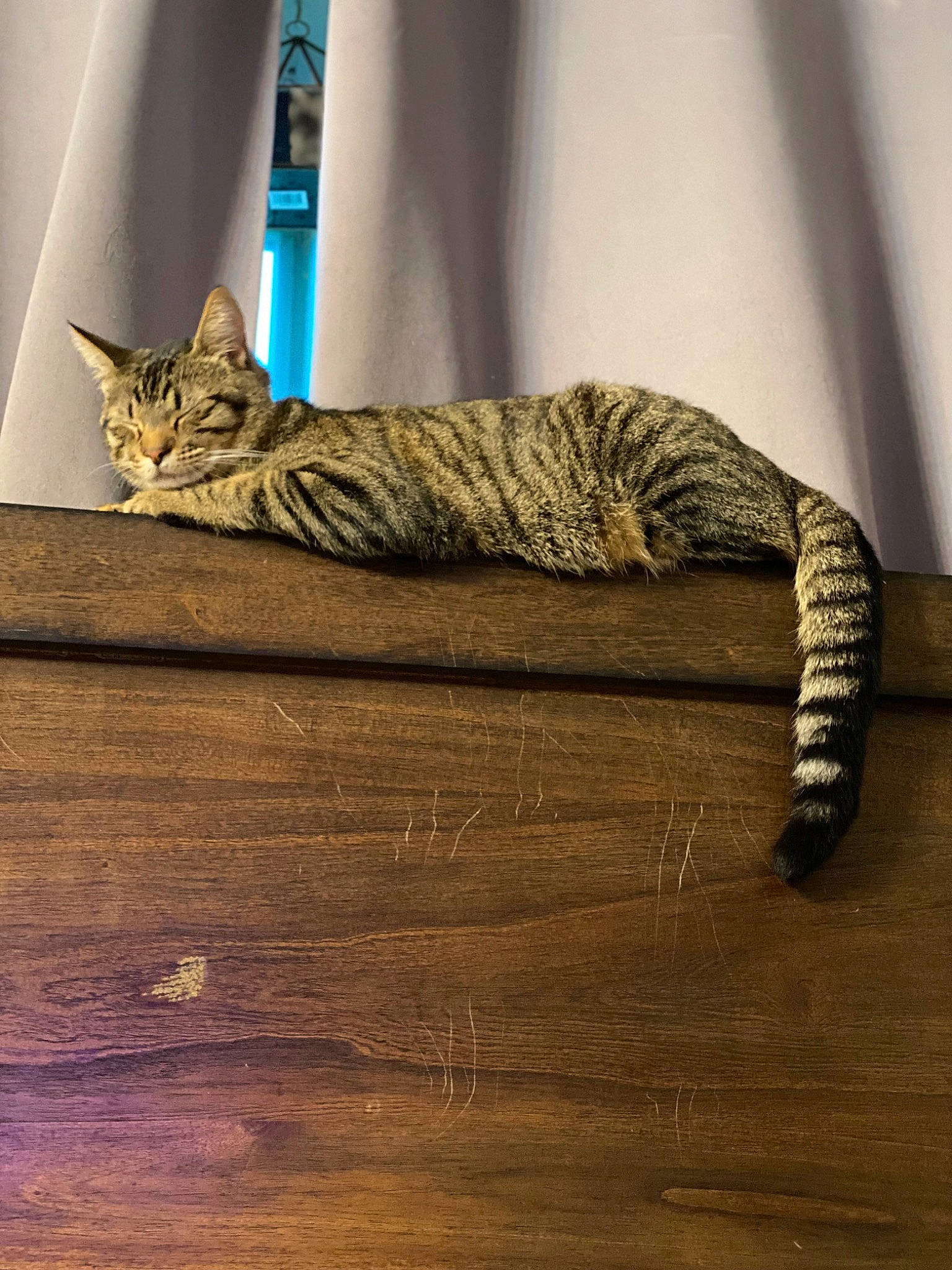 Maeva Nirvana joined the competition — help win amazing prizes! carnivore, cat, comfort, domestic_short_haired_cat, fawn, felidae, floor, flooring, fur, grey, hardwood, laminate_flooring, room, small_to_medium_sized_cats, tail, whiskers, window, wood, wood_flooring, wood_stain
