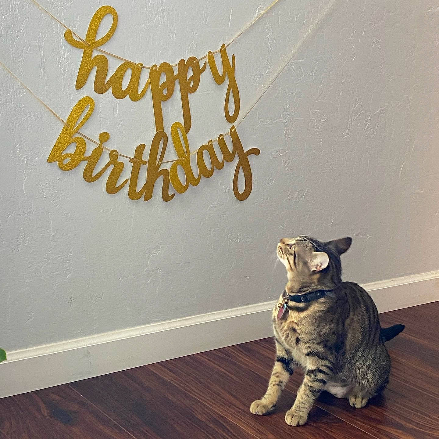 Maeva Nirvana joined the competition — help win amazing prizes! art, carnivore, cat, domestic_short_haired_cat, felidae, floor, flooring, font, fur, hardwood, laminate_flooring, rectangle, small_to_medium_sized_cats, tail, wall, wall_sticker, whiskers, window, wood, wood_flooring