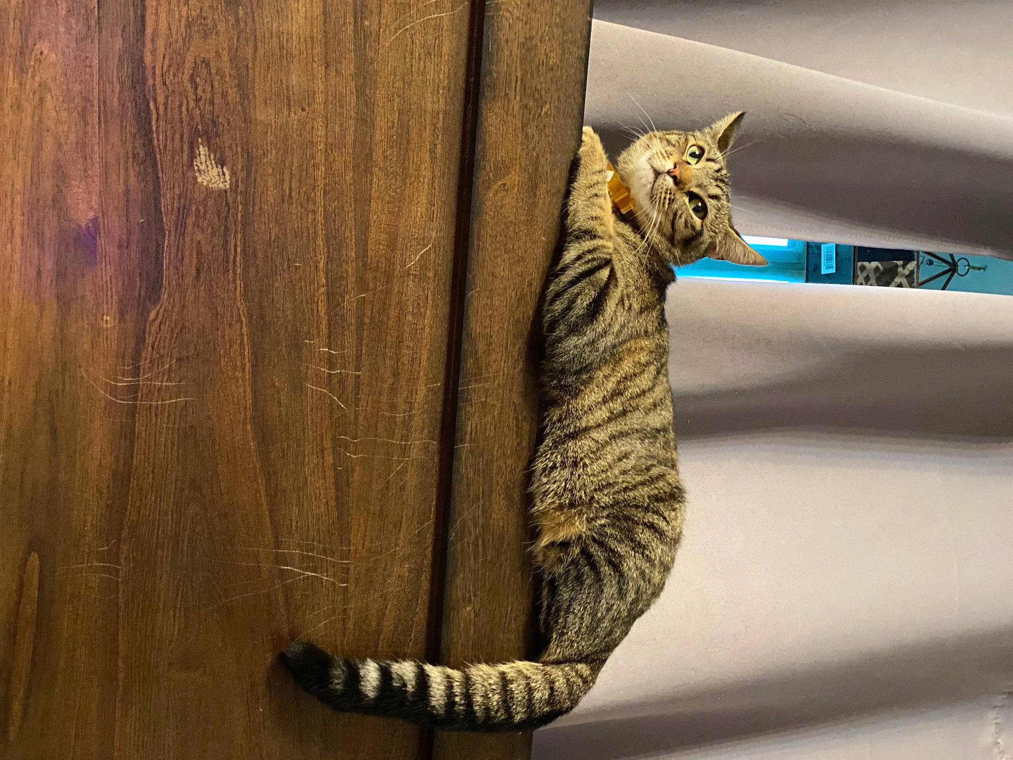 Maeva Nirvana is registered to the contest to win money with this photo: artifact, carnivore, cat, domestic_short_haired_cat, door, felidae, fur, hardwood, metal, pattern, plank, rope, small_to_medium_sized_cats, snout, tail, terrestrial_animal, trunk, whiskers, wood, wood_stain