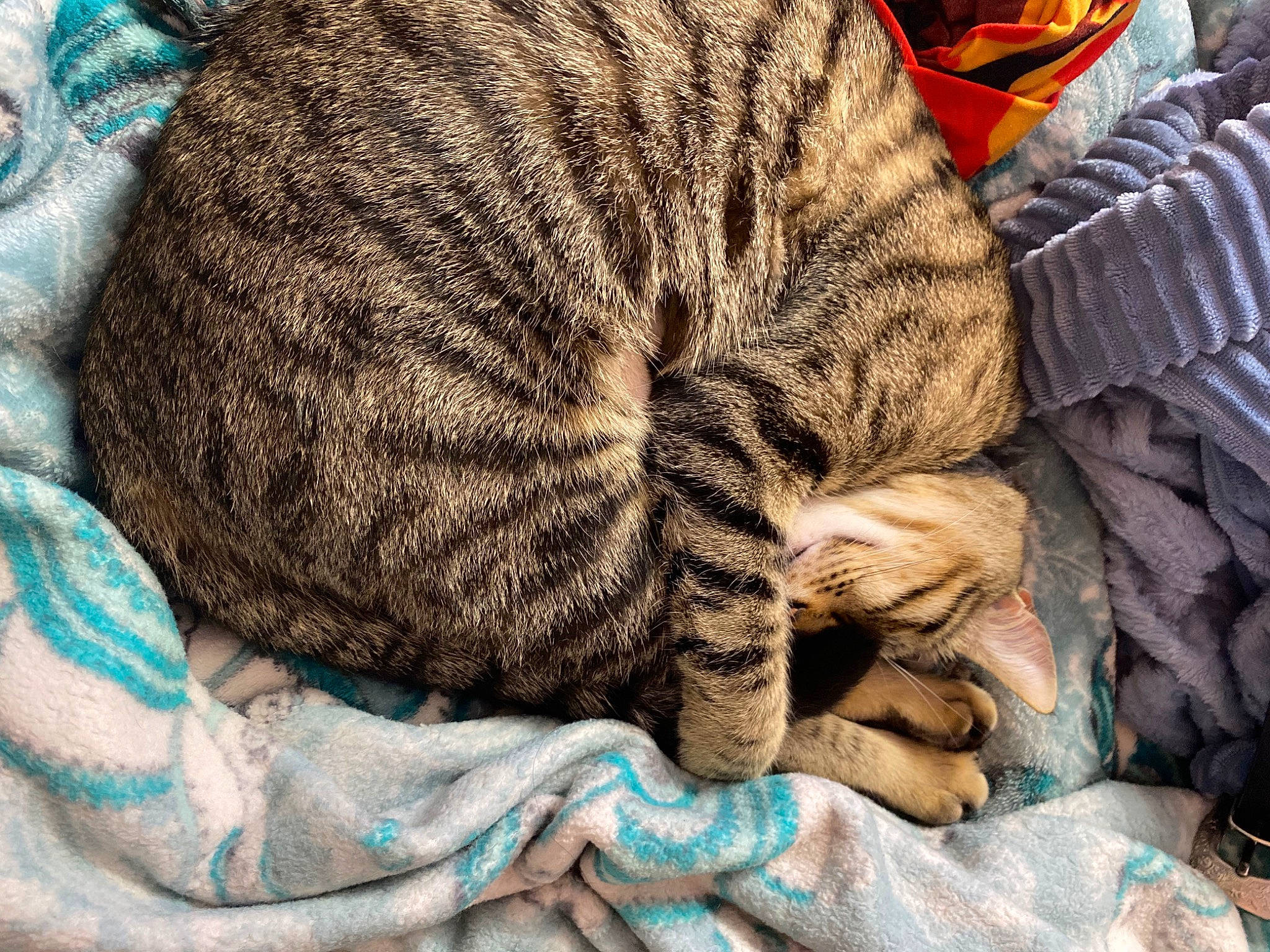 Maeva Nirvana joined the competition — help win amazing prizes! art, carnivore, cat, claw, comfort, domestic_short_haired_cat, fawn, felidae, fur, grey, linens, nap, pattern, paw, small_to_medium_sized_cats, snout, tail, terrestrial_animal, whiskers, wildlife