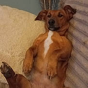 Umy a rejoint le concours — aidez-le/la à gagner de superbes lots ! dog, brown_dog, pet, couch, pillow, relaxed, lying_on_back, belly, paws, indoor, home, portrait, fur, white_marking, sleepy, head, ears, snout, comfy, living_room
