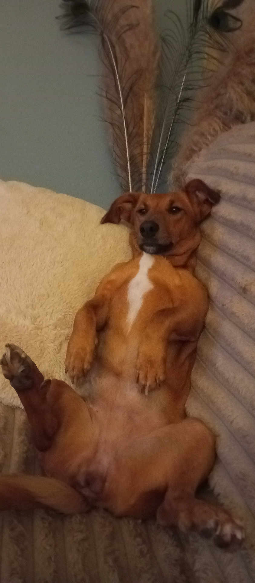 Umy a rejoint le concours — aidez-le/la à gagner de superbes lots ! dog, brown_dog, pet, couch, pillow, relaxed, lying_on_back, belly, paws, indoor, home, portrait, fur, white_marking, sleepy, head, ears, snout, comfy, living_room