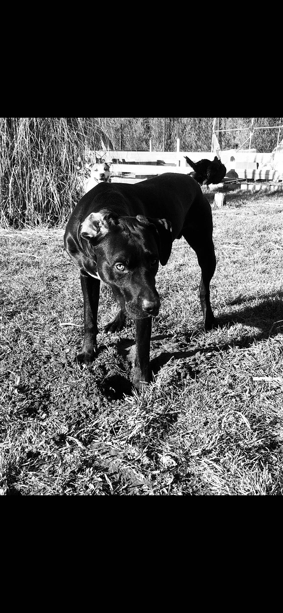 Haro participe au concours pour gagner de l'argent avec cette photo : black_and_white, canidae, carnivore, collar, dog, dog_breed, grass, guard_dog, monochrome, monochrome_photography, plant, shadow, snout, sporting_group, style, tail, terrestrial_animal, tints_and_shades, working_animal, working_dog