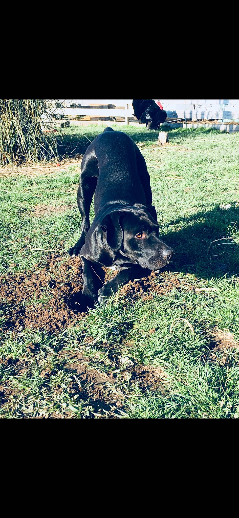 Haro participe au concours pour gagner de l'argent avec cette photo : borador, canidae, carnivore, companion_dog, dog, dog_breed, fawn, grass, groundcover, guard_dog, leaf, plant, snout, soil, sporting_group, tail, terrestrial_animal, tints_and_shades, tree, working_animal