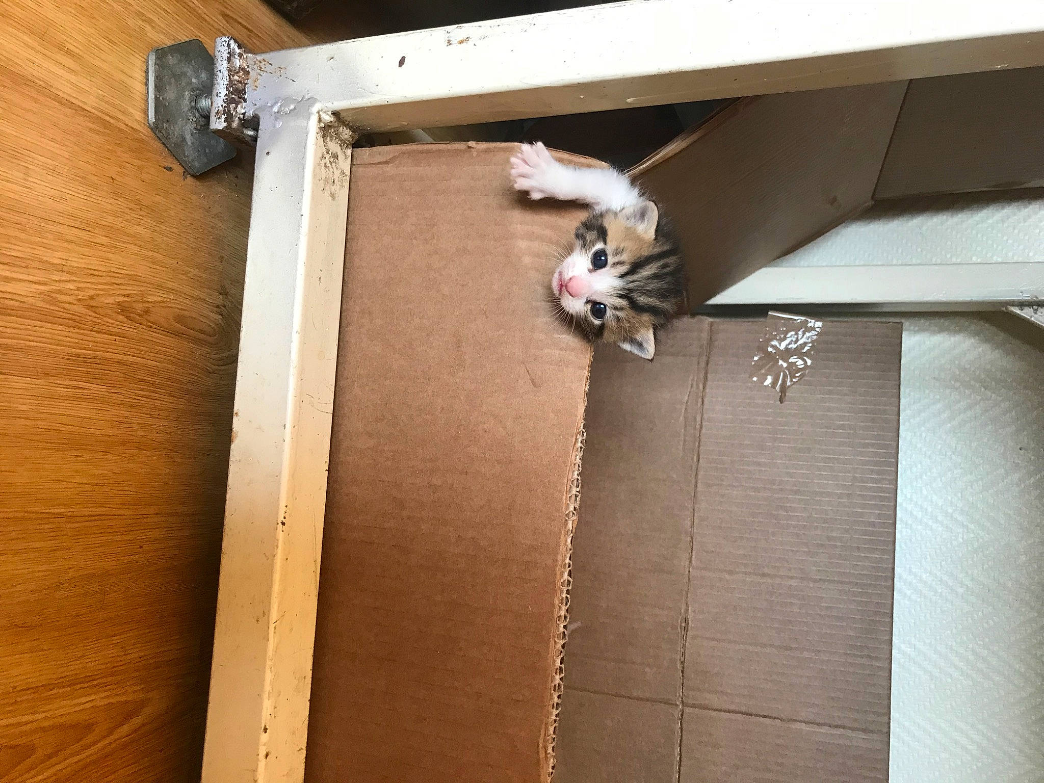 Marty participe au concours pour gagner de l'argent avec cette photo : building, carnivore, ceiling, dog, door, felidae, floor, flooring, hardwood, home_door, house, line, plywood, rectangle, small_to_medium_sized_cats, tail, window, window_covering, wood, wood_stain