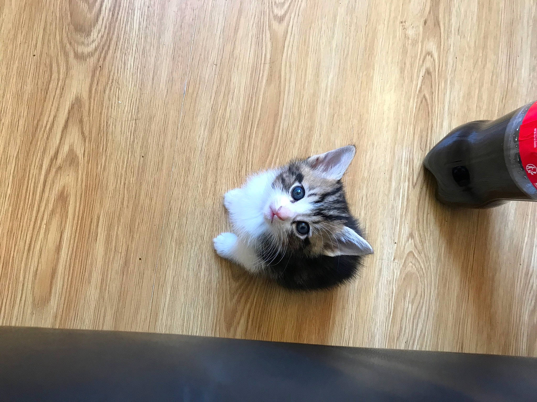 Marty participe au concours pour gagner de l'argent avec cette photo : carnivore, cat, cat_toy, domestic_short_haired_cat, felidae, floor, flooring, foot, fur, hardwood, laminate_flooring, paw, plywood, small_to_medium_sized_cats, tail, varnish, whiskers, wood, wood_flooring, wood_stain