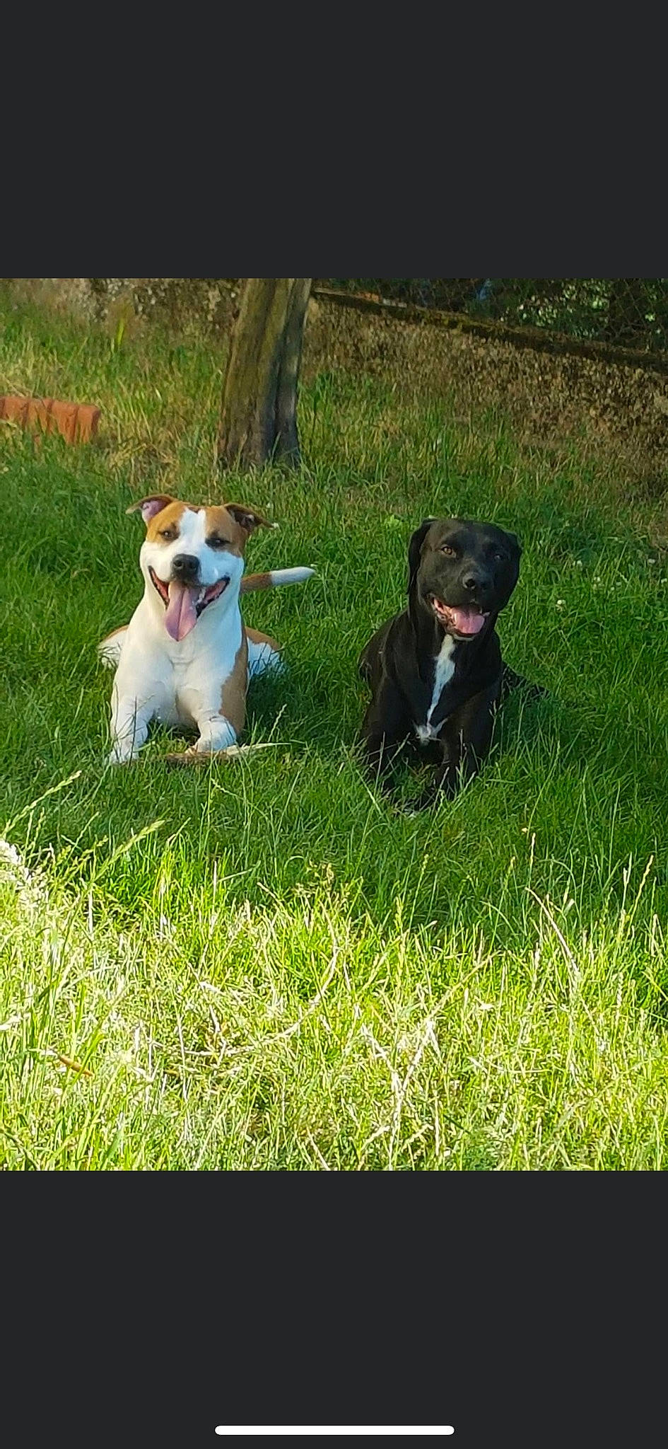 Ice participe au concours pour gagner de l'argent avec cette photo : canidae, carnivore, collar, companion_dog, dog, dog_breed, dog_collar, fawn, grass, grassland, non_sporting_group, pasture, plant, puppy, snout, sporting_group, tail, terrier, toy_dog, working_animal