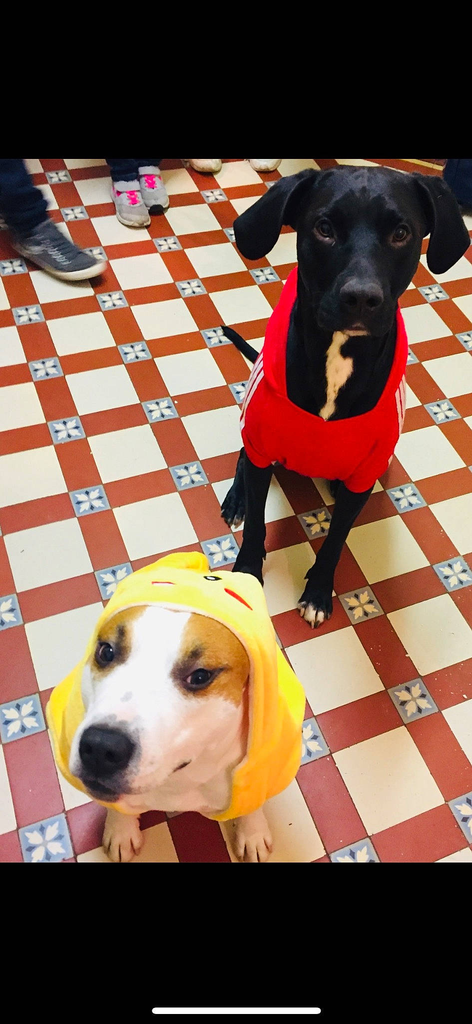 Ice a rejoint le concours — aidez-le/la à gagner de superbes lots ! canidae, carnivore, chair, collar, companion_dog, dog, dog_breed, dog_collar, dog_supply, fawn, flooring, guard_dog, mammal, pet_supply, snout, sporting_group, tartan, vertebrate, working_animal, working_dog