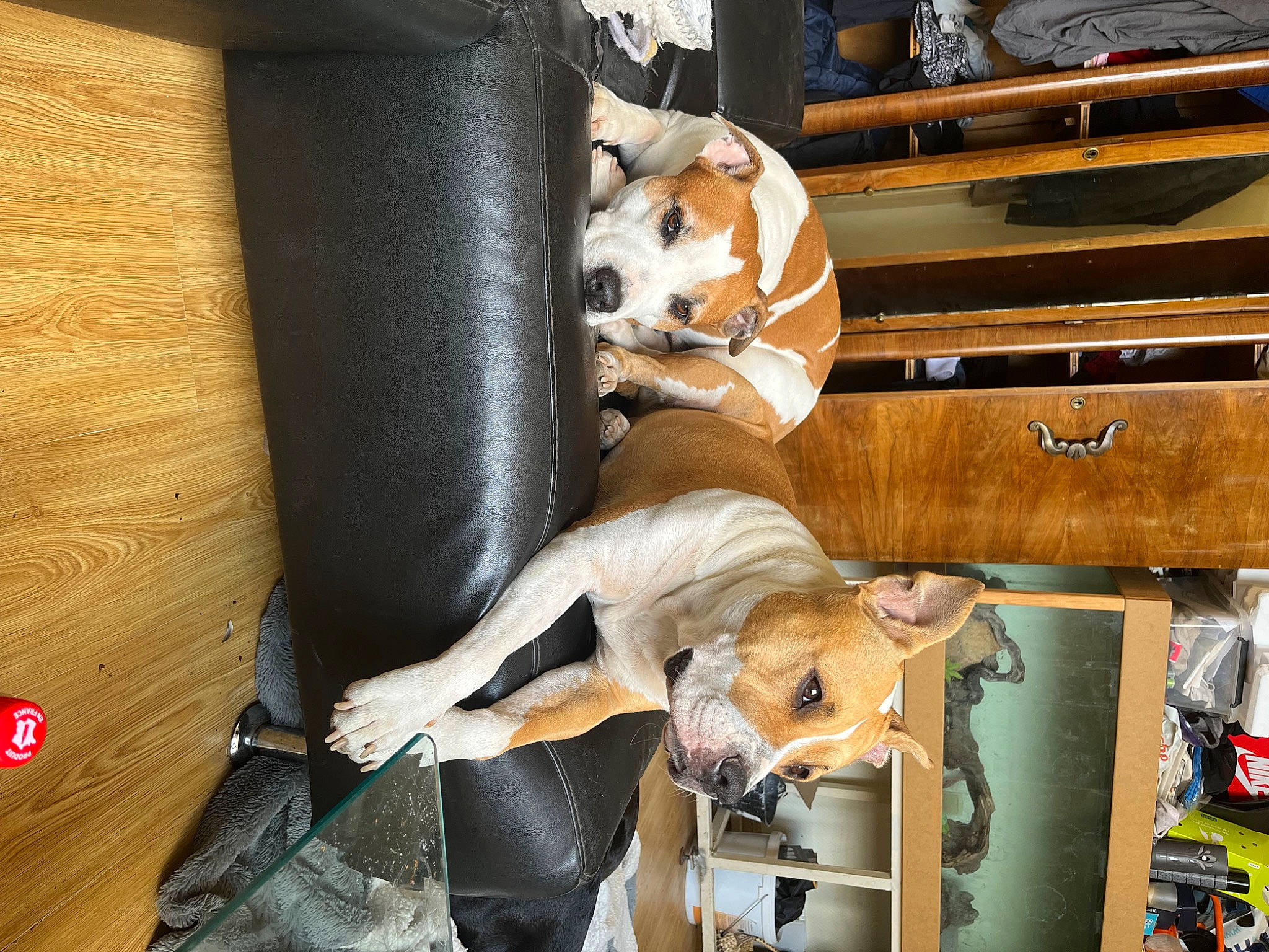 Ice participe au concours pour gagner de l'argent avec cette photo : automotive_design, automotive_exterior, canidae, car, carnivore, comfort, companion_dog, dog, drawer, fawn, fur, hardwood, hat, motor_vehicle, radio, room, vehicle, vehicle_door, wood, working_animal