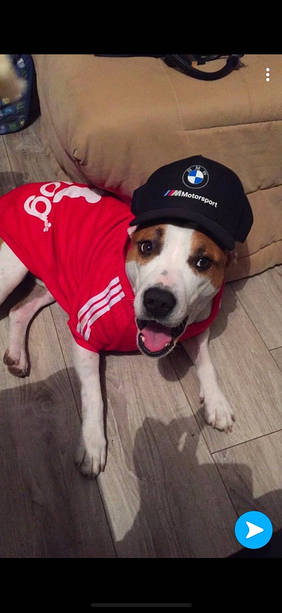 Ice participe au concours pour gagner de l'argent avec cette photo : carnivore, collar, companion_dog, dog, dog_breed, dog_clothes, dog_collar, dog_supply, fawn, floor, flooring, leash, pet_supply, sleeve, snout, sporting_group, sportswear, t_shirt, wood, working_animal