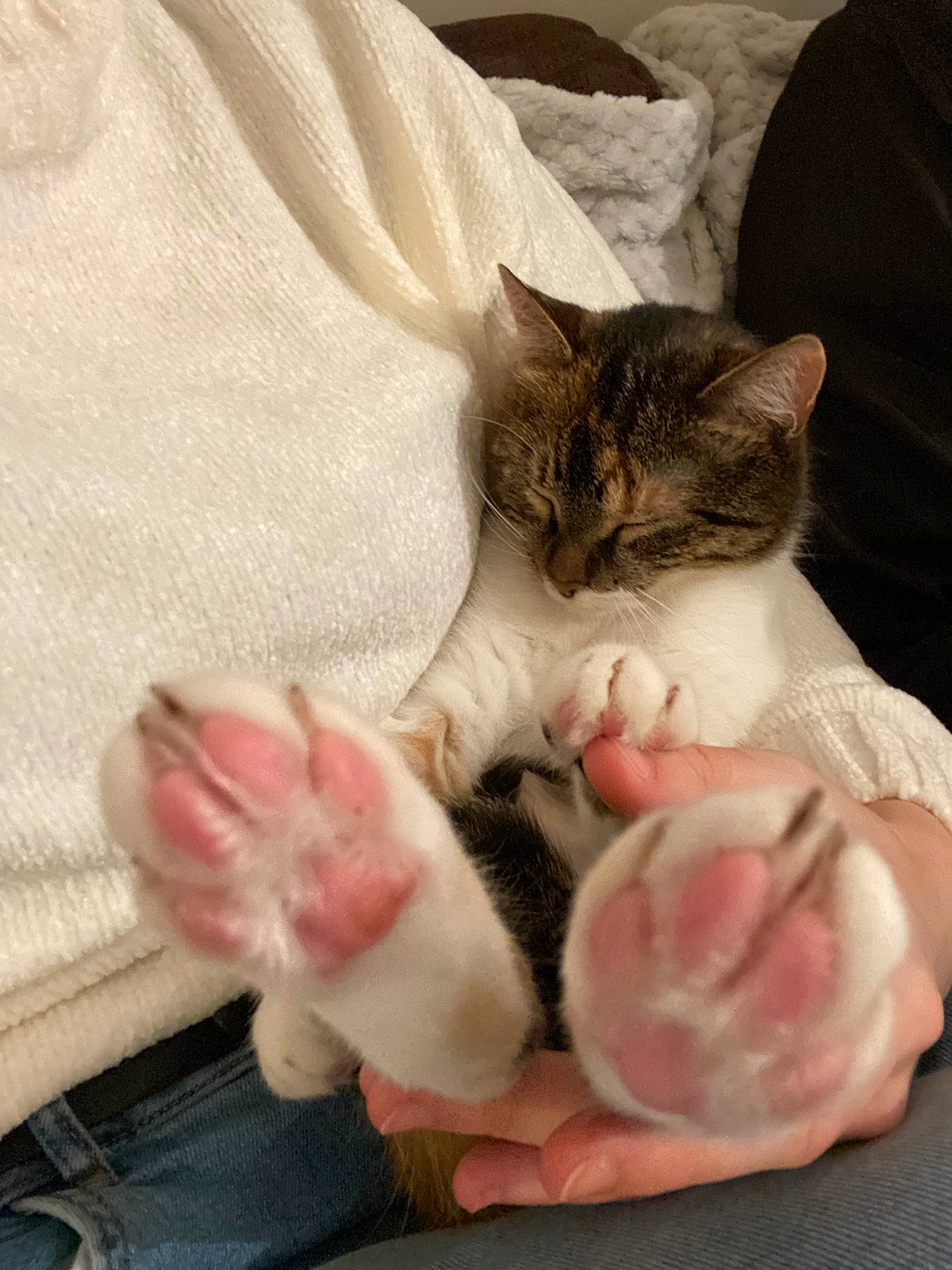 Queeny a rejoint le concours — aidez-le/la à gagner de superbes lots ! aegean_cat, asian, carnivore, cat, child, domestic_short_haired_cat, european_shorthair, fawn, felidae, foot, fur, hand, kitten, leg, nap, paw, polydactyl_cat, skin, small_to_medium_sized_cats, whiskers