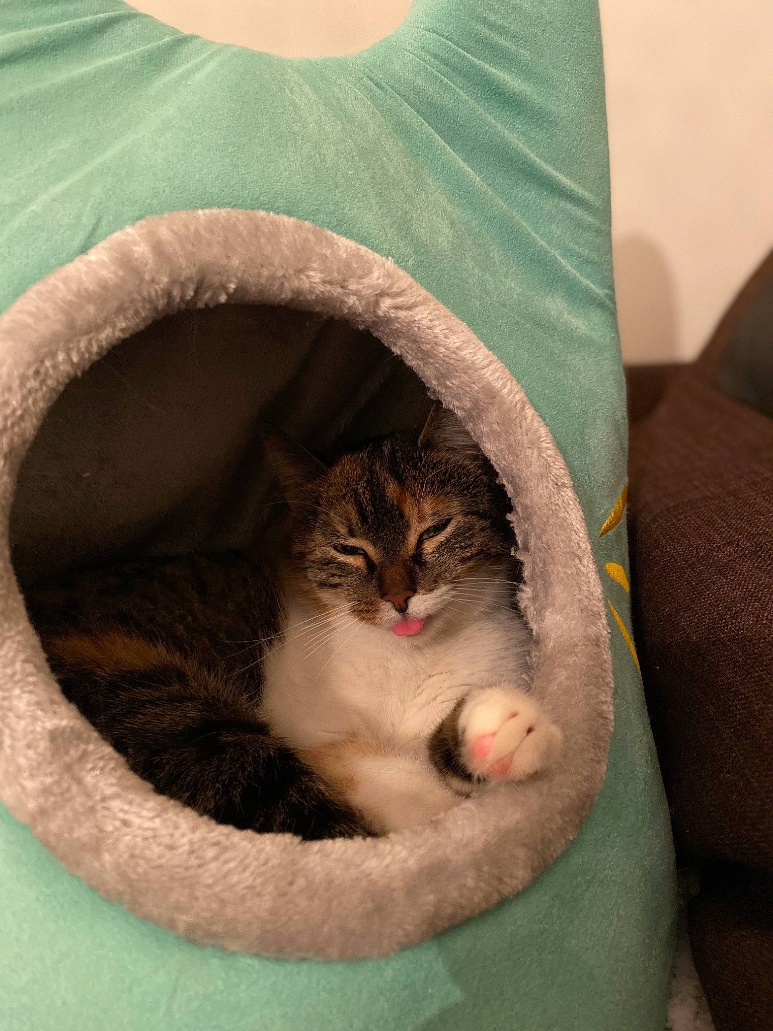 Queeny participe au concours pour gagner de l'argent avec cette photo : asian, carnivore, cat, cat_bed, comfort, domestic_short_haired_cat, european_shorthair, felidae, fur, kitten, small_to_medium_sized_cats, whiskers