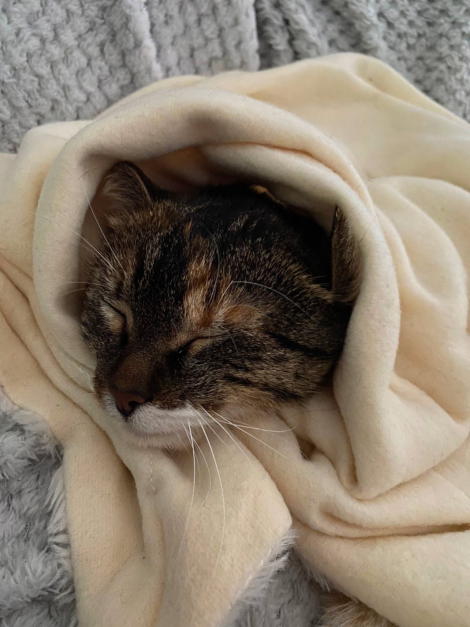 Queeny participe au concours pour gagner de l'argent avec cette photo : asian, bed, bedding, blanket, carnivore, cat, comfort, ear, fawn, felidae, fur, kitten, linens, nap, skin, sleep, small_to_medium_sized_cats, snout, textile, whiskers