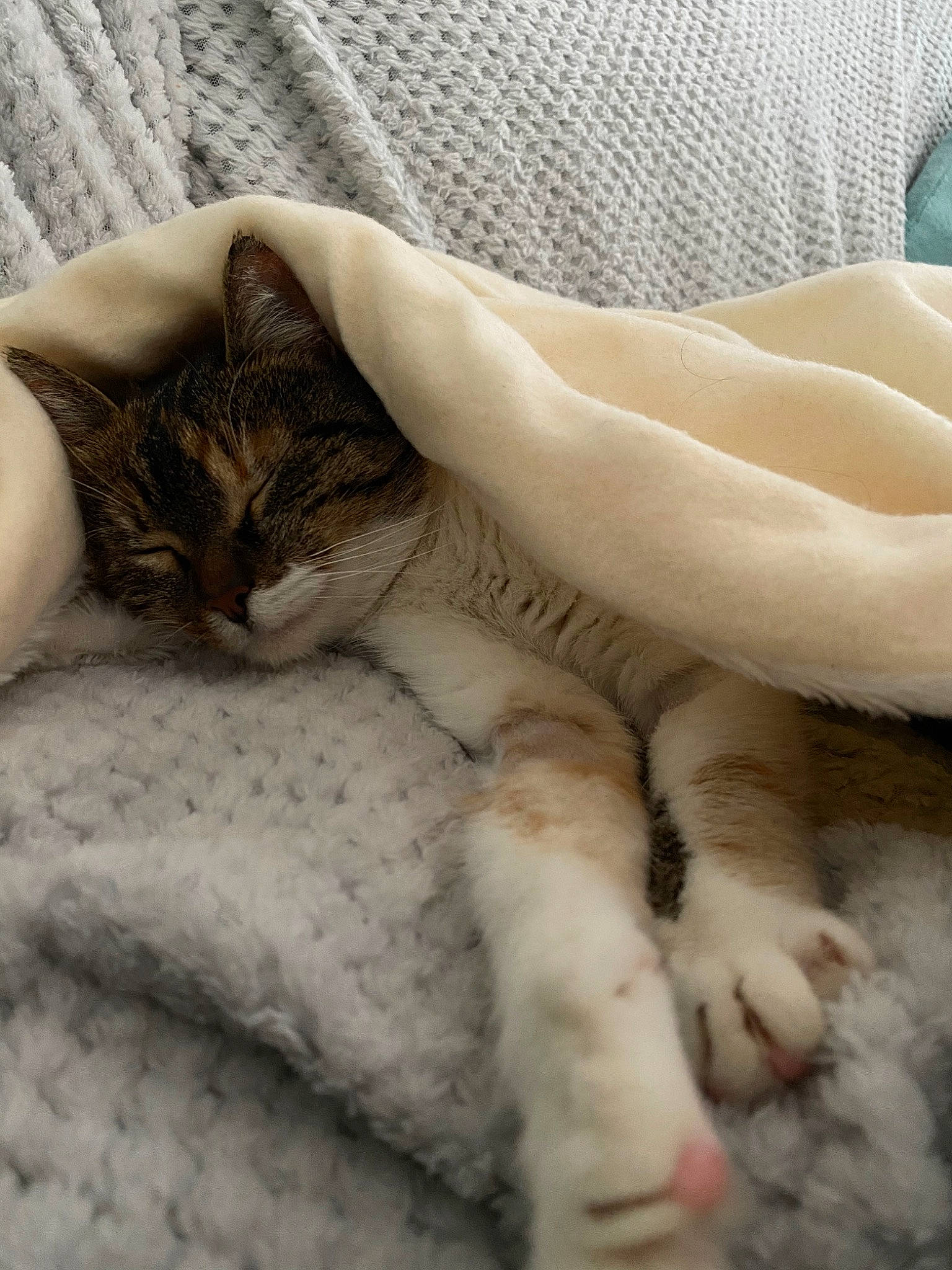 Queeny participe au concours pour gagner de l'argent avec cette photo : aegean_cat, american_wirehair, asian, carnivore, cat, claw, domestic_short_haired_cat, european_shorthair, felidae, fur, kitten, leg, nap, paw, polydactyl_cat, skin, sleep, small_to_medium_sized_cats, tabby_cat, whiskers