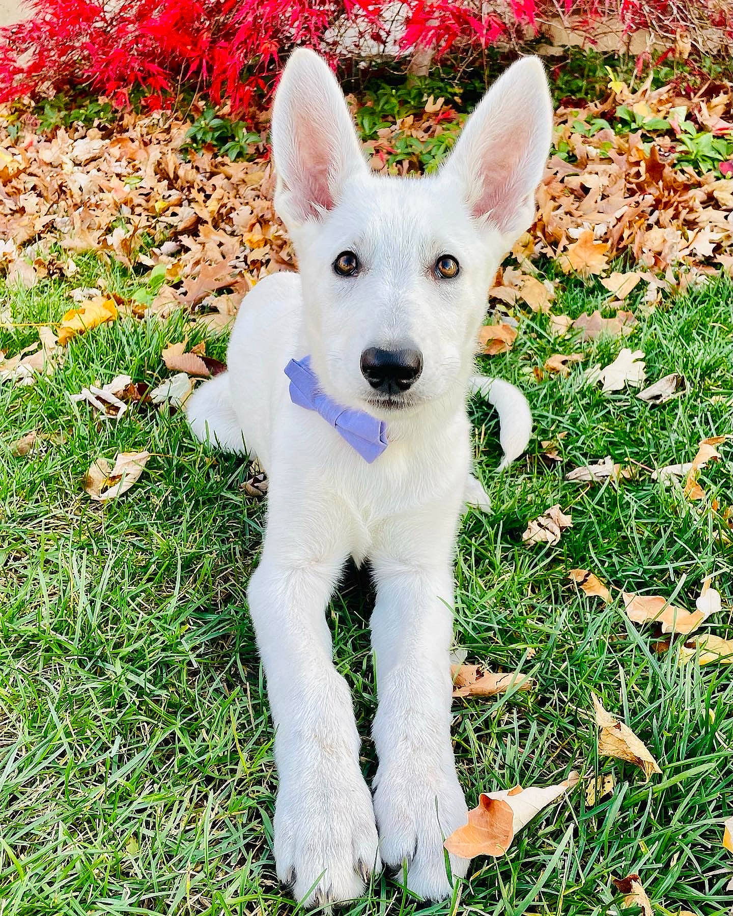 Riley joined the competition — help win amazing prizes! ancient_dog_breeds, bicycle, canidae, carnivore, companion_dog, dog, dog_breed, fawn, grass, groundcover, non_sporting_group, plant, snout, sporting_group, tail, terrestrial_animal, working_animal