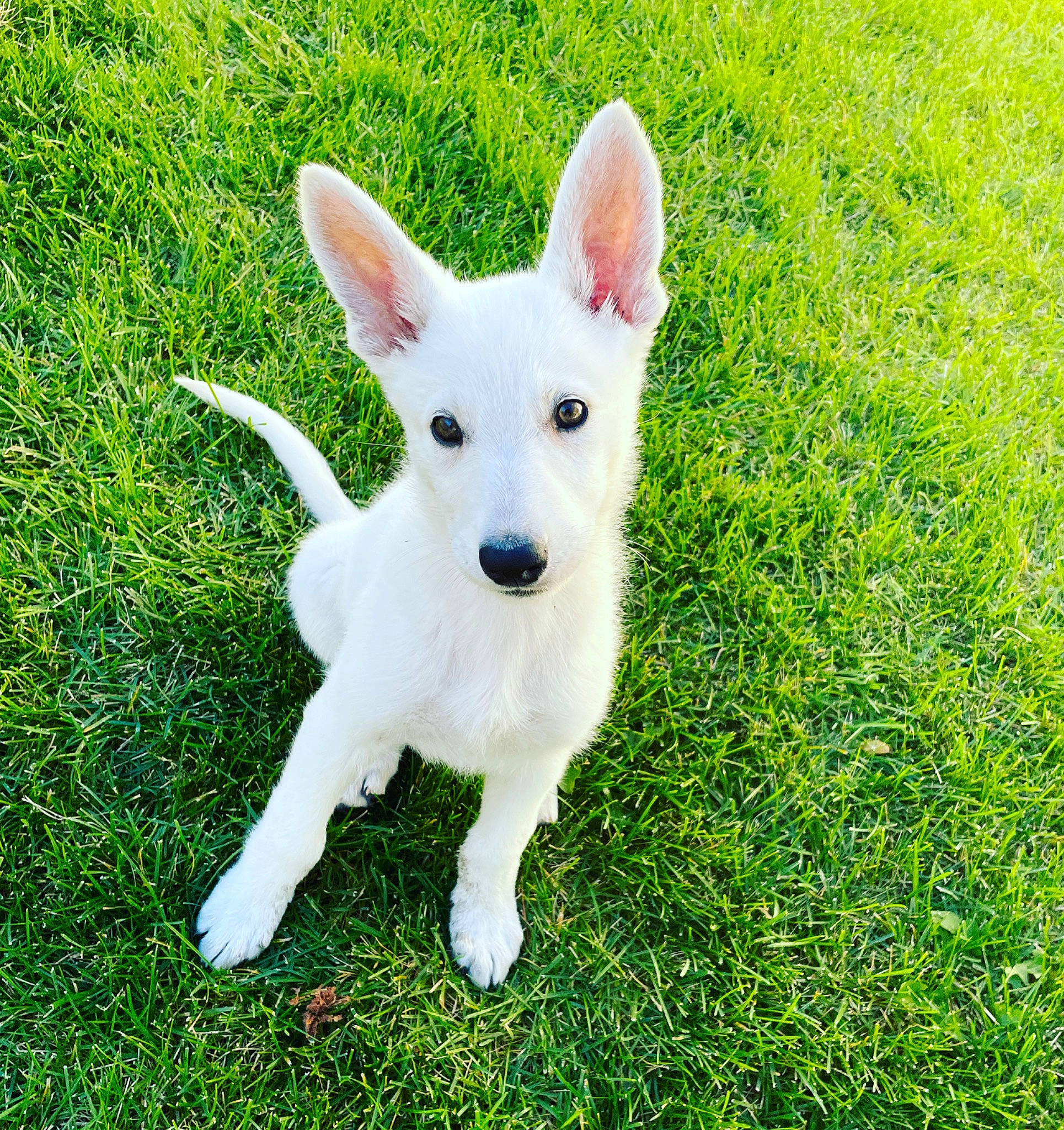 Riley joined the competition — help win amazing prizes! bicycle, canidae, carnivore, companion_dog, dog, dog_breed, fawn, grass, grassland, groundcover, lawn, non_sporting_group, pasture, plant, snout, sporting_group, tail, terrestrial_animal, whiskers, working_animal