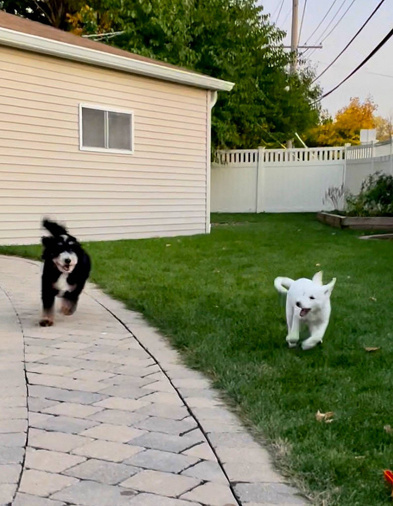 Riley is registered to the contest to win money with this photo: building, carnivore, companion_dog, dog, dog_breed, door, fawn, grass, house, lawn, plant, road_surface, sidewalk, sky, snout, sporting_group, tail, tree, wall, window