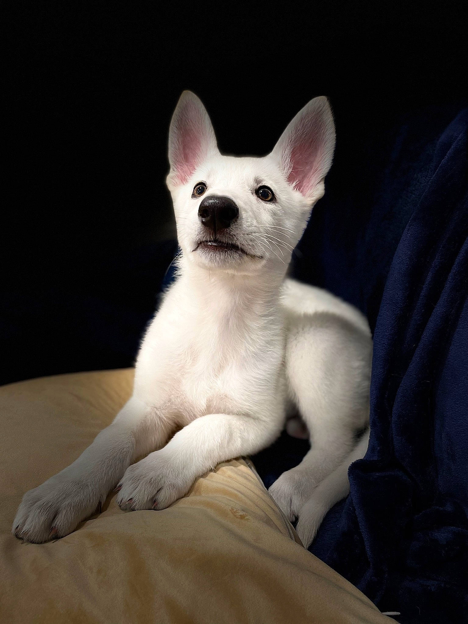 Riley is registered to the contest to win money with this photo: canidae, carmine, carnivore, cat, comfort, dog_breed, ear, fawn, felidae, fur, non_sporting_group, paw, small_to_medium_sized_cats, snout, tail, terrestrial_animal, whiskers