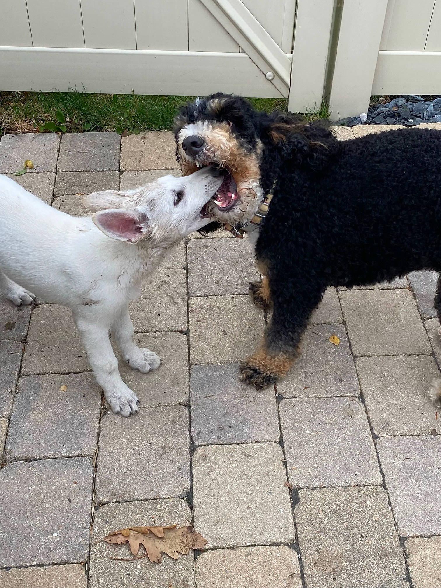 Riley joined the competition — help win amazing prizes! canidae, carnivore, collar, companion_dog, dog, dog_breed, flooring, fur, grass, leash, road_surface, sidewalk, snout, sporting_group, tail, terrier, toy_dog, water_dog, working_animal, working_dog