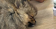 Baloo participe au concours pour gagner de l'argent avec cette photo : dog, sleeping, fluffy, long_hair, small_dog, pet, animal, brown, gray, closed_eyes, snout, fur, resting, indoor, table, wooden_surface, nail_polish, cosmetics, beauty_products, striped_clothing