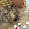 dog, sleeping, fluffy, long_hair, small_dog, pet, animal, brown, gray, closed_eyes, snout, fur, resting, indoor, table, wooden_surface, nail_polish, cosmetics, beauty_products, striped_clothing